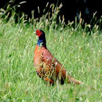 Garden Wildlife by Sian Egan