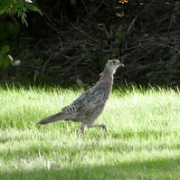Garden Wildlife by Sian Egan