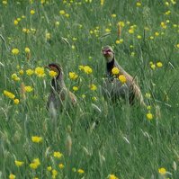 Garden Wildlife by Sian Egan