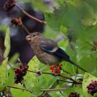 Garden Wildlife by Sian Egan