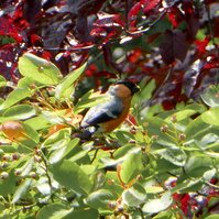 Garden Wildlife by Sian Egan