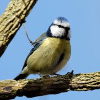 Garden Wildlife by Sian Egan