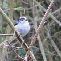 Garden Wildlife by Sian Egan