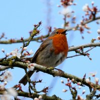 Garden Wildlife by Sian Egan