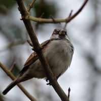 Garden Wildlife by Sian Egan