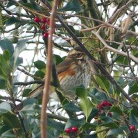 Garden Wildlife by Sian Egan