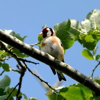 Garden Wildlife by Sian Egan