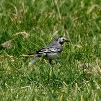 Garden Wildlife by Sian Egan