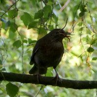 Garden Wildlife by Sian Egan
