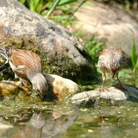 Garden Wildlife by Sian Egan