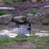 Garden Wildlife by Sian Egan