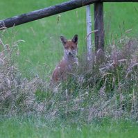 Garden Wildlife by Sian Egan