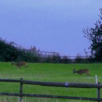 Garden Wildlife by Sian Egan