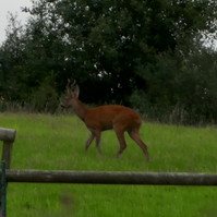 Garden Wildlife by Sian Egan