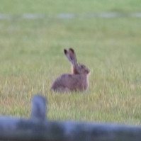 Garden Wildlife by Sian Egan