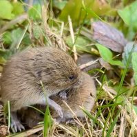 Garden Wildlife by Sian Egan