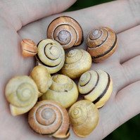 Garden Wildlife by Sian Egan