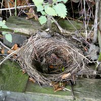 Garden Wildlife by Sian Egan