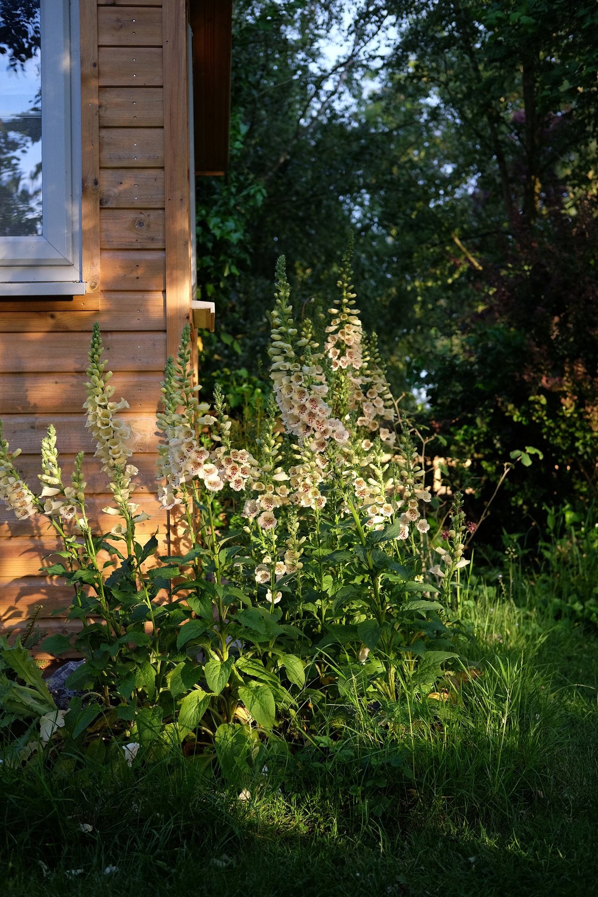 Golden Hour in Spring ’25 by Sian Egan