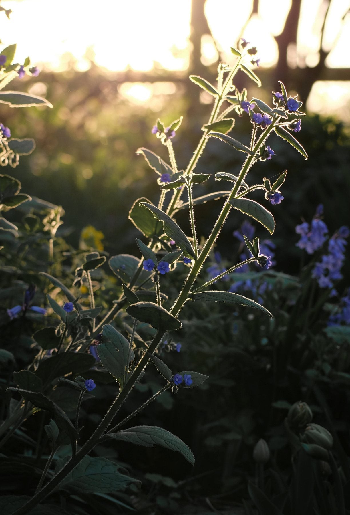 Golden Hour in Spring ’25 by Sian Egan
