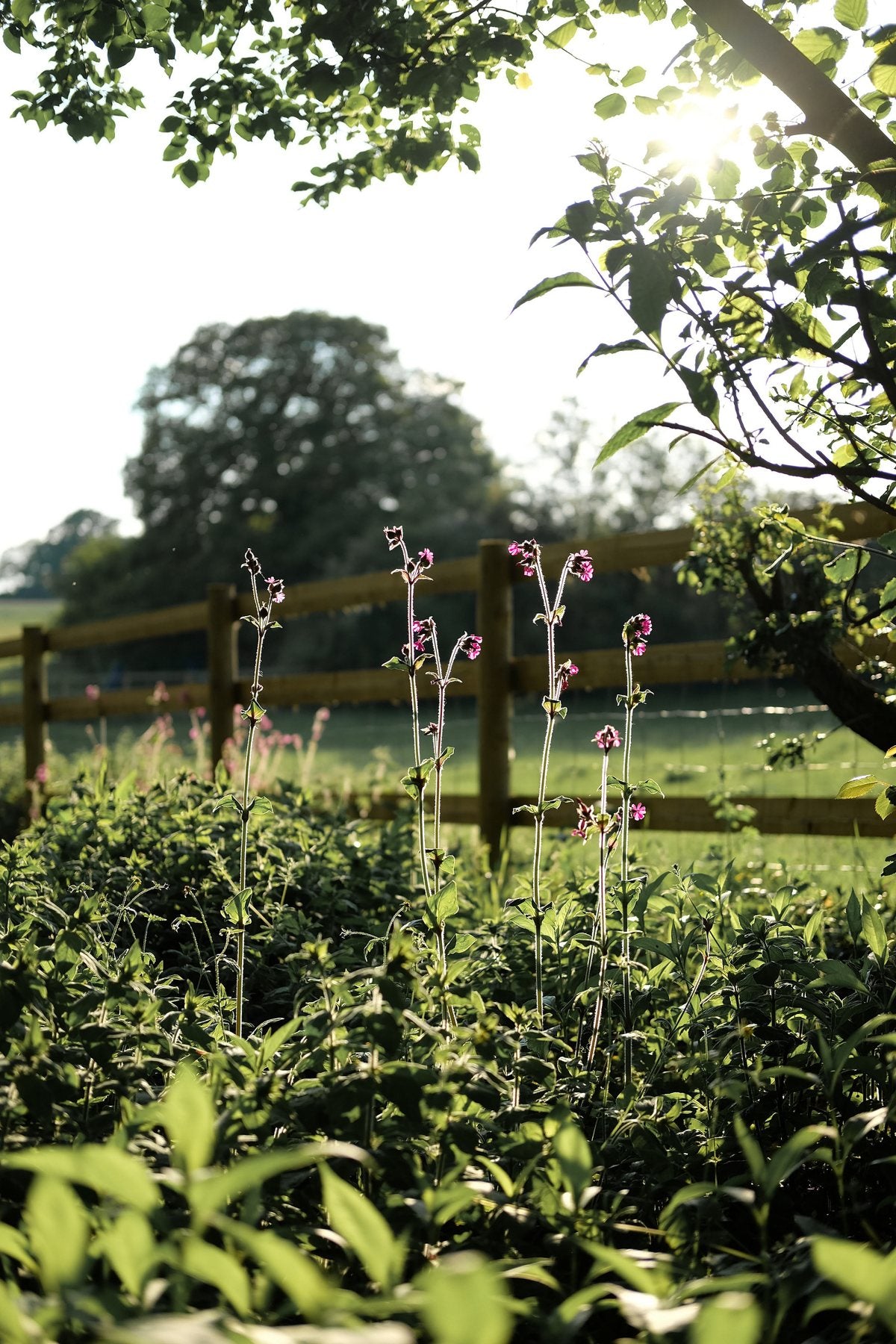 Golden Hour in Spring ’25 by Sian Egan