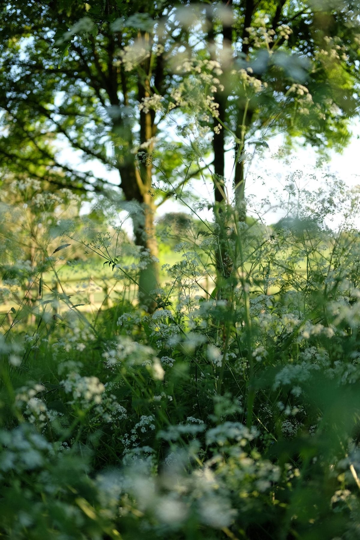Golden Hour in Spring ’25 by Sian Egan
