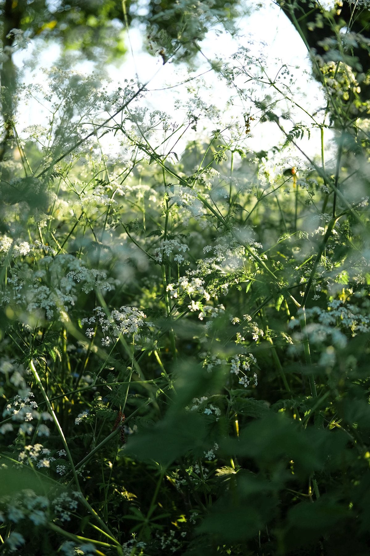 Golden Hour in Spring ’25 by Sian Egan