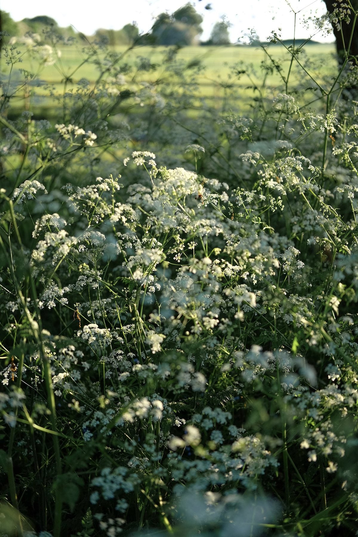 Golden Hour in Spring ’25 by Sian Egan