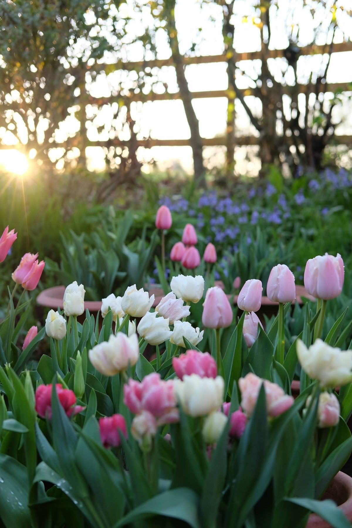 Golden Hour in Spring ’25 by Sian Egan