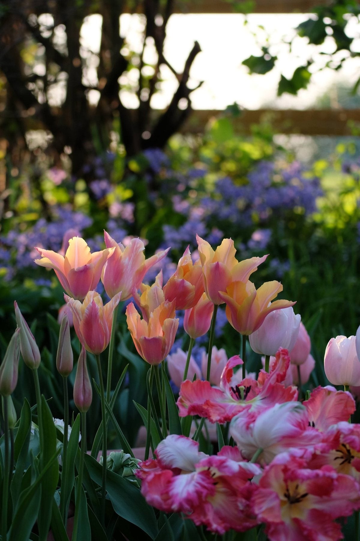 Golden Hour in Spring ’25 by Sian Egan