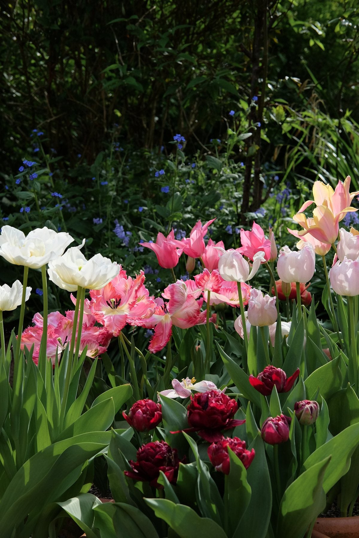 Golden Hour in Spring ’25 by Sian Egan