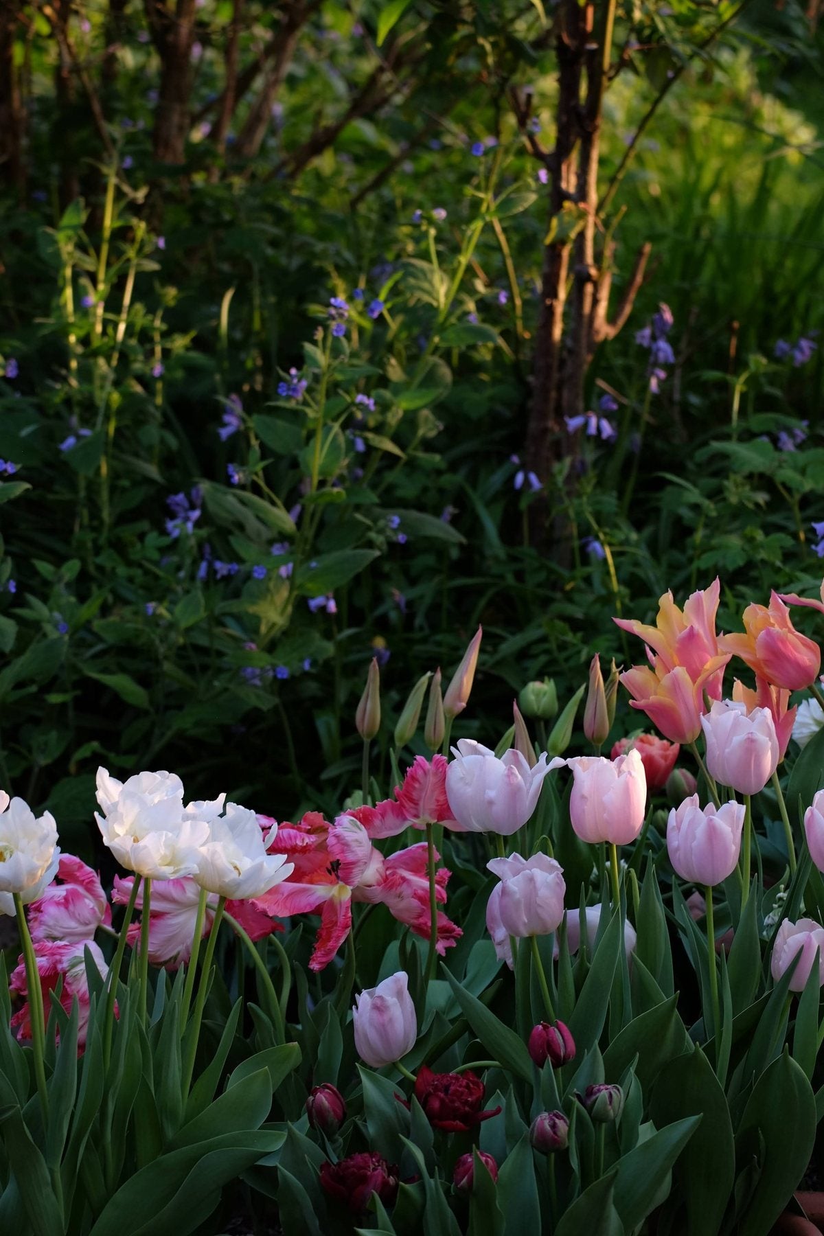 Golden Hour in Spring ’25 by Sian Egan