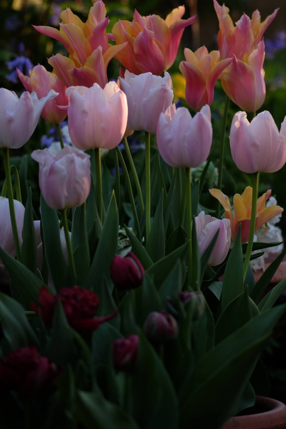 Golden Hour in Spring ’25 by Sian Egan