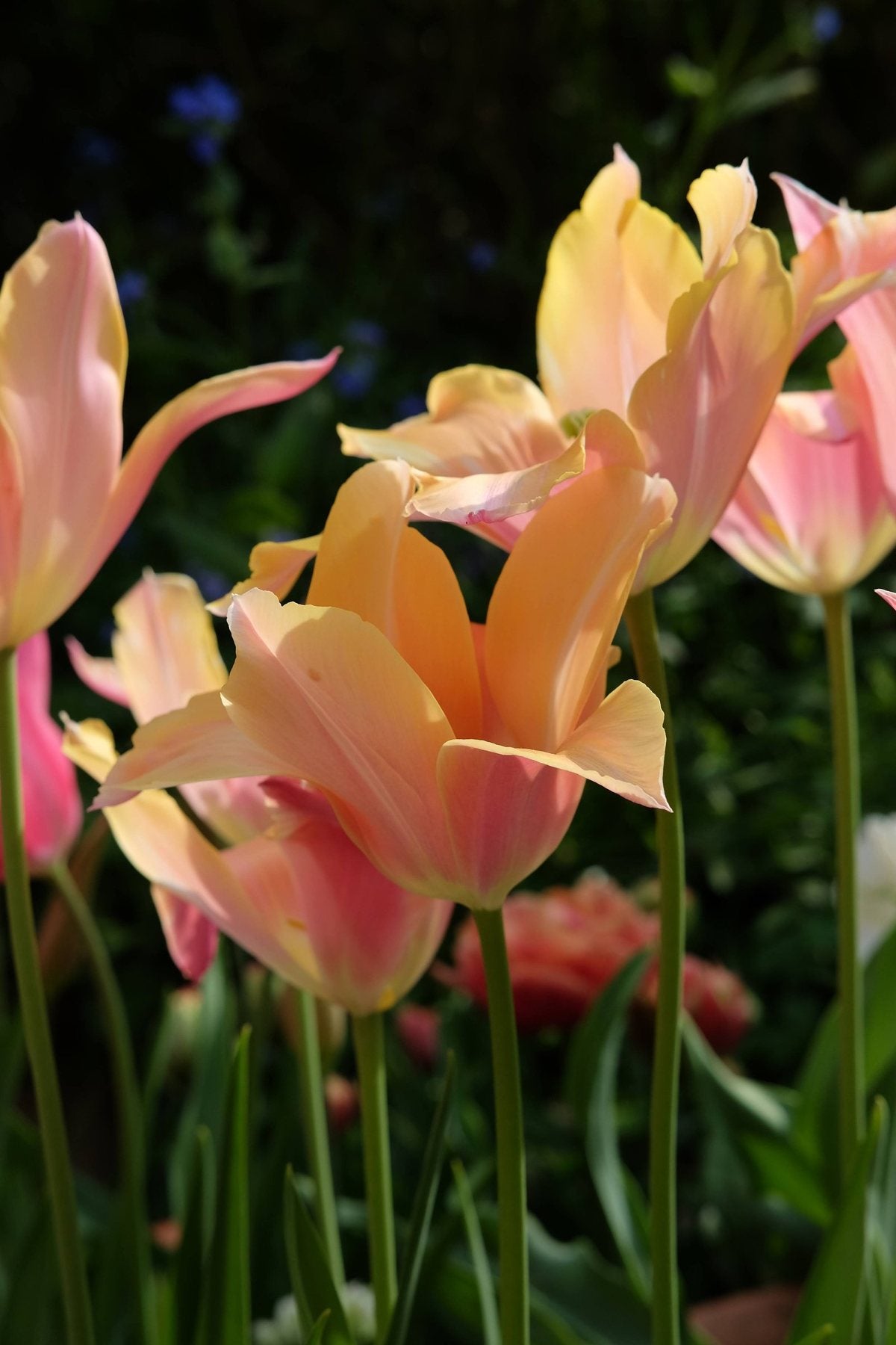 Golden Hour in Spring ’25 by Sian Egan