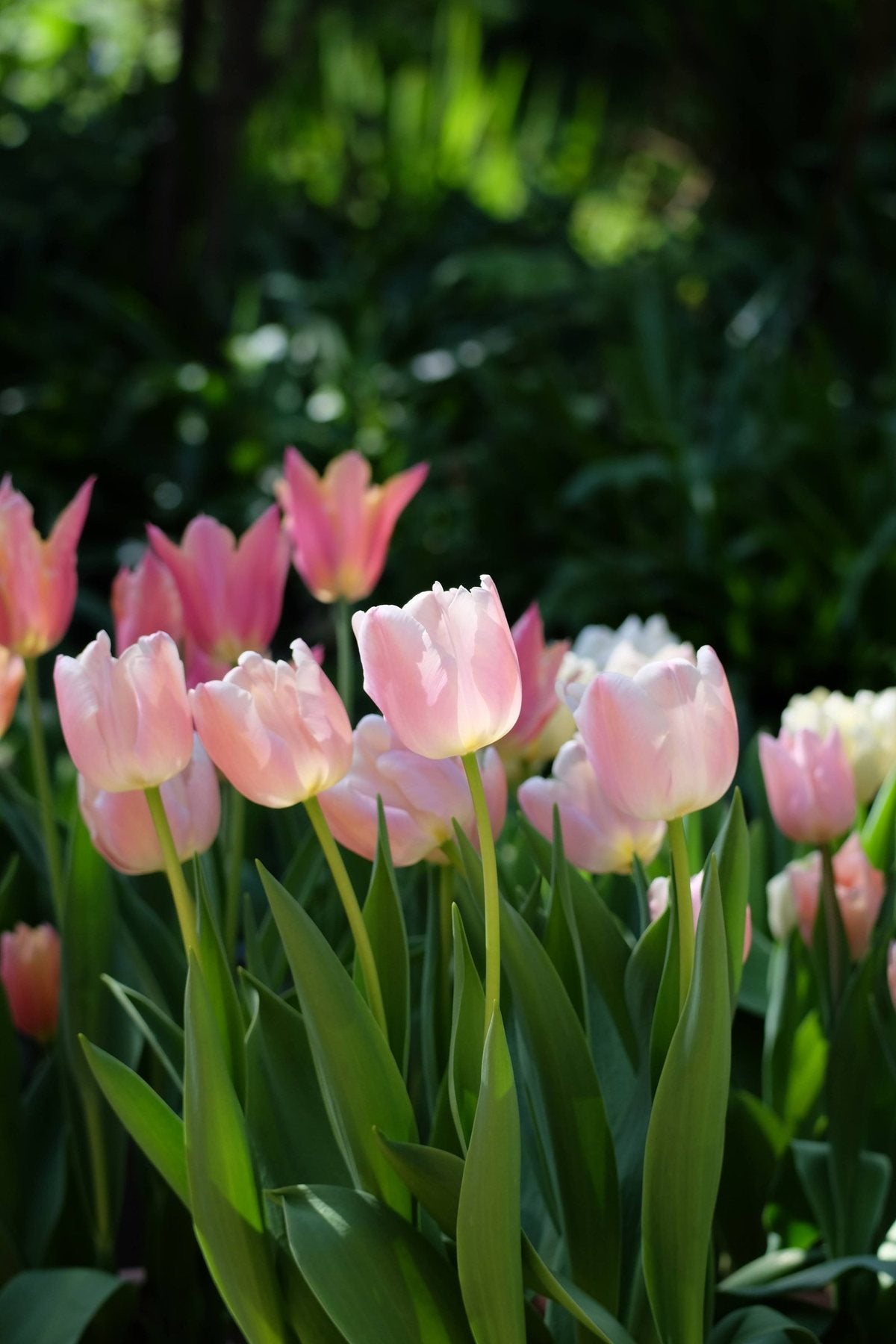 Golden Hour in Spring ’25 by Sian Egan
