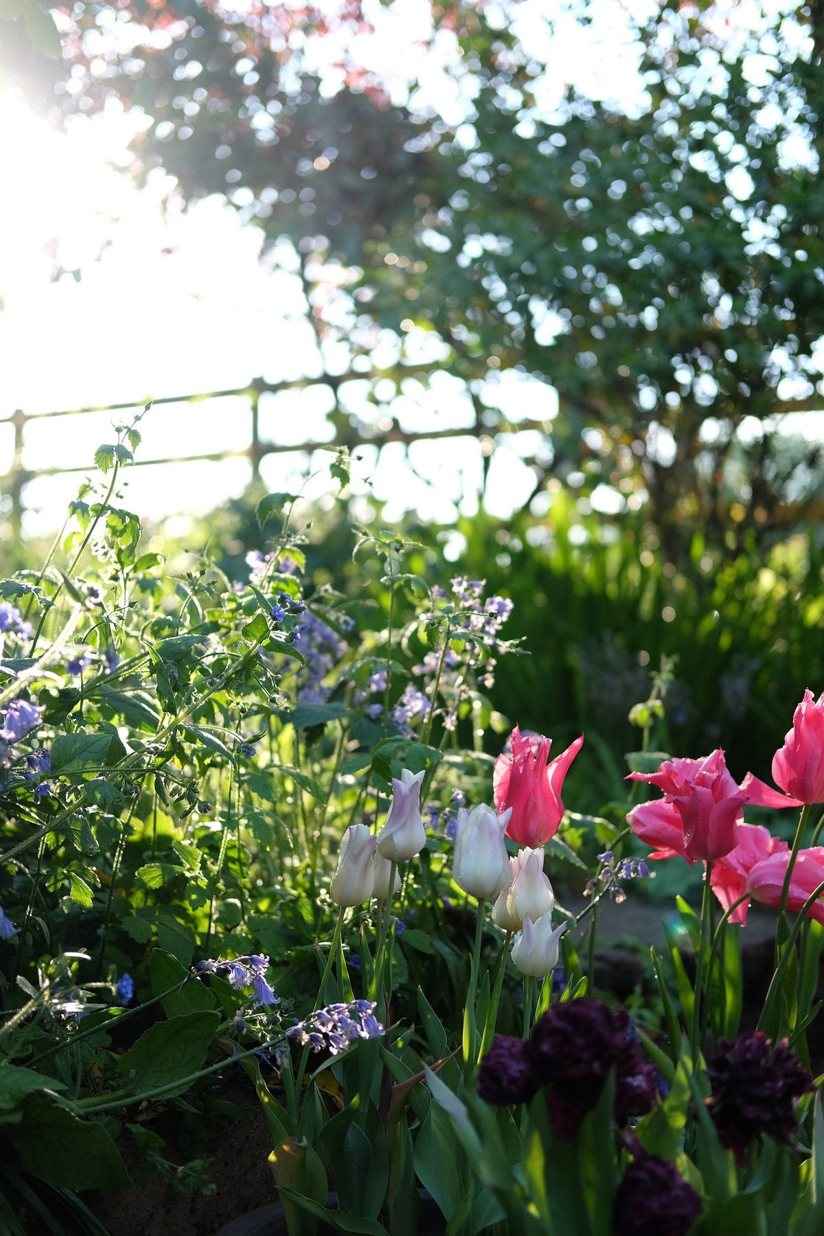 Golden Hour in Spring ’25 by Sian Egan