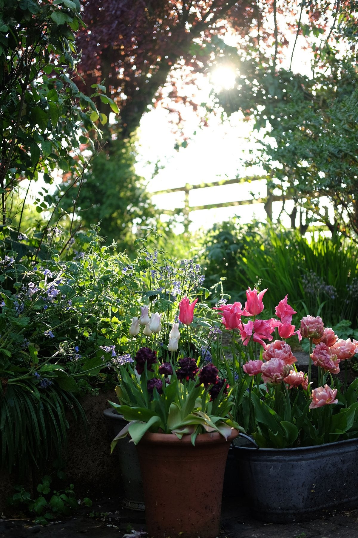 Golden Hour in Spring ’25 by Sian Egan