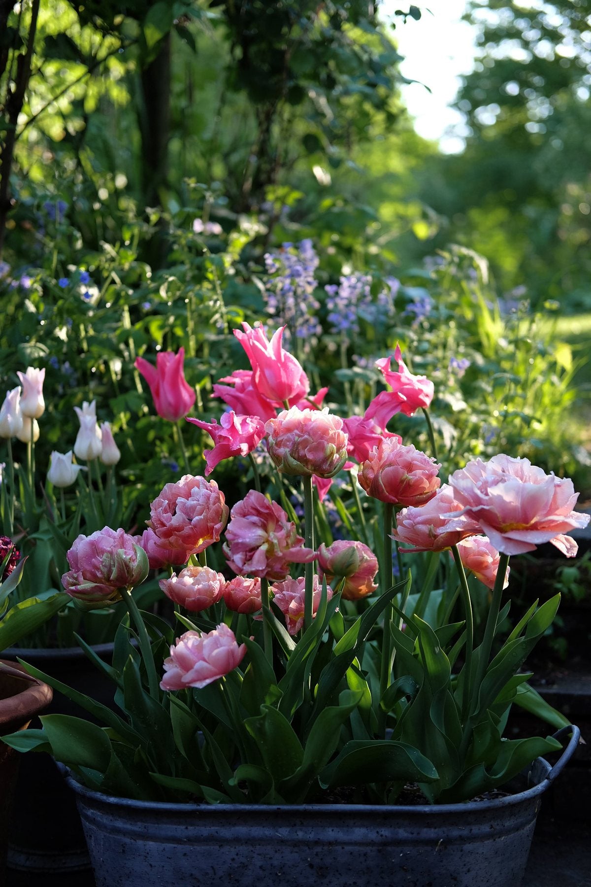 Golden Hour in Spring ’25 by Sian Egan