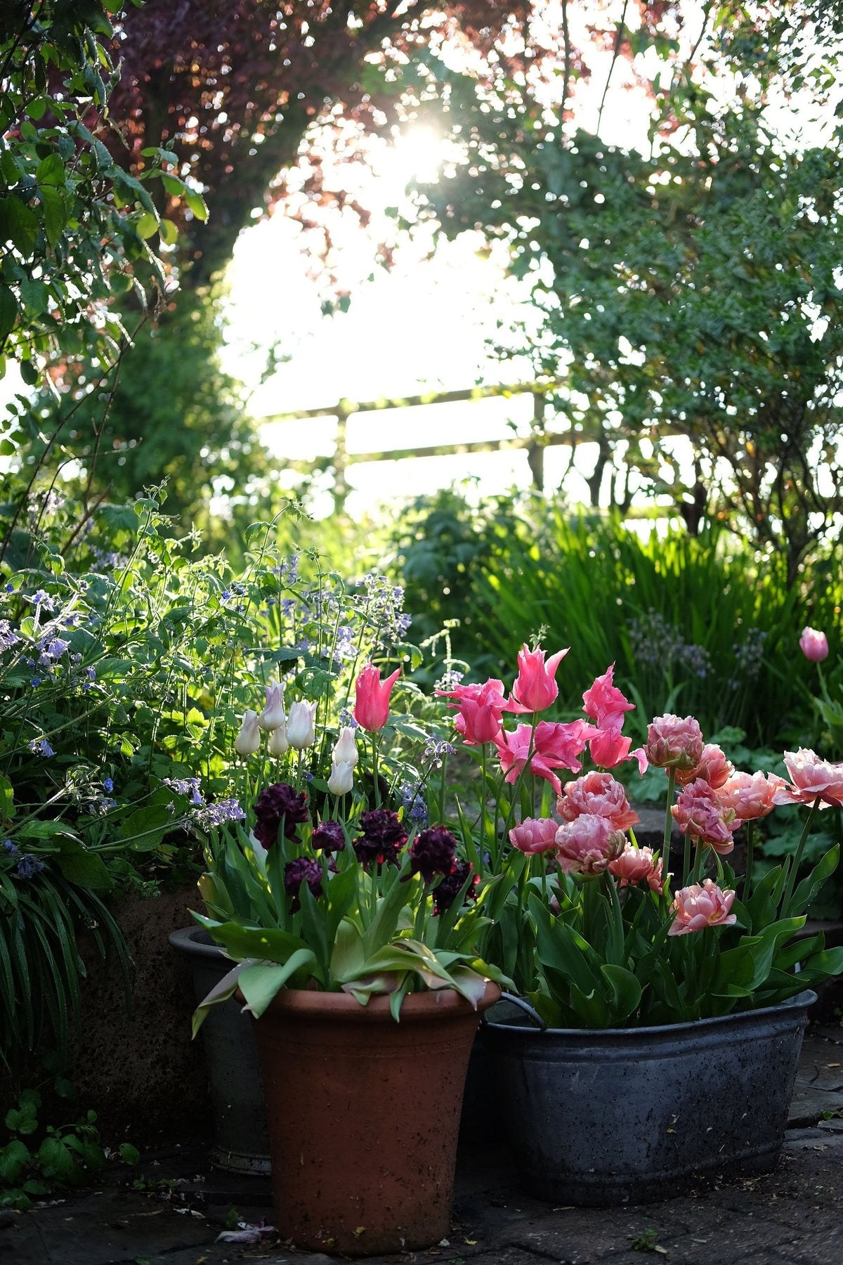 Golden Hour in Spring ’25 by Sian Egan