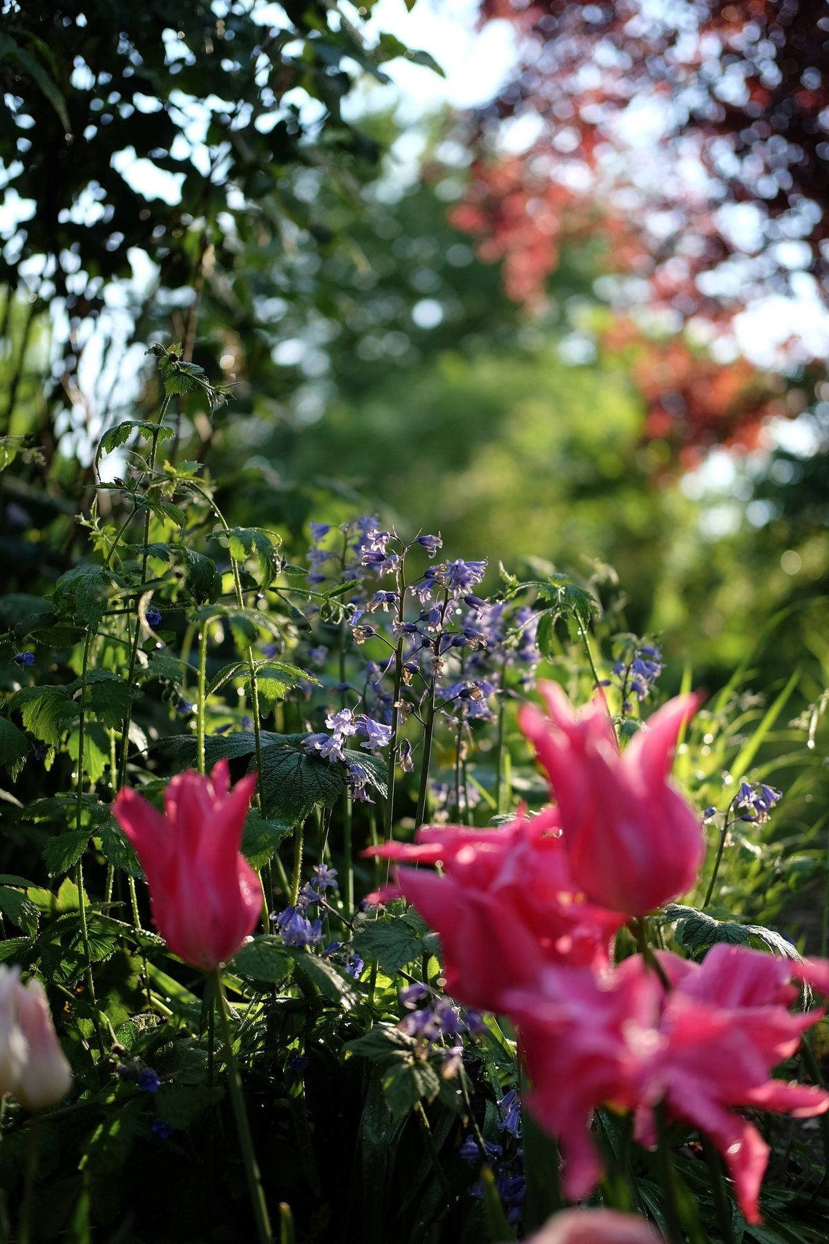 Golden Hour in Spring ’25 by Sian Egan