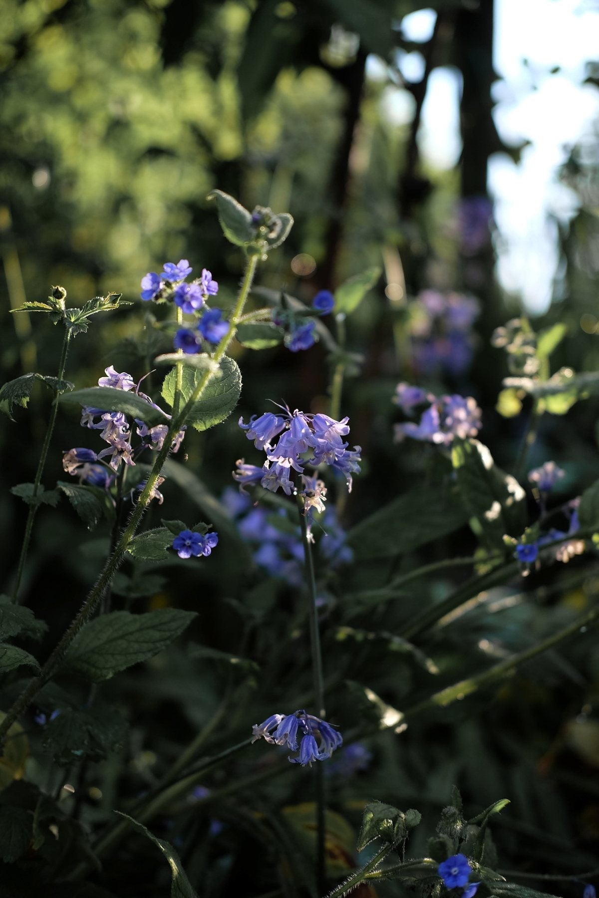 Golden Hour in Spring ’25 by Sian Egan