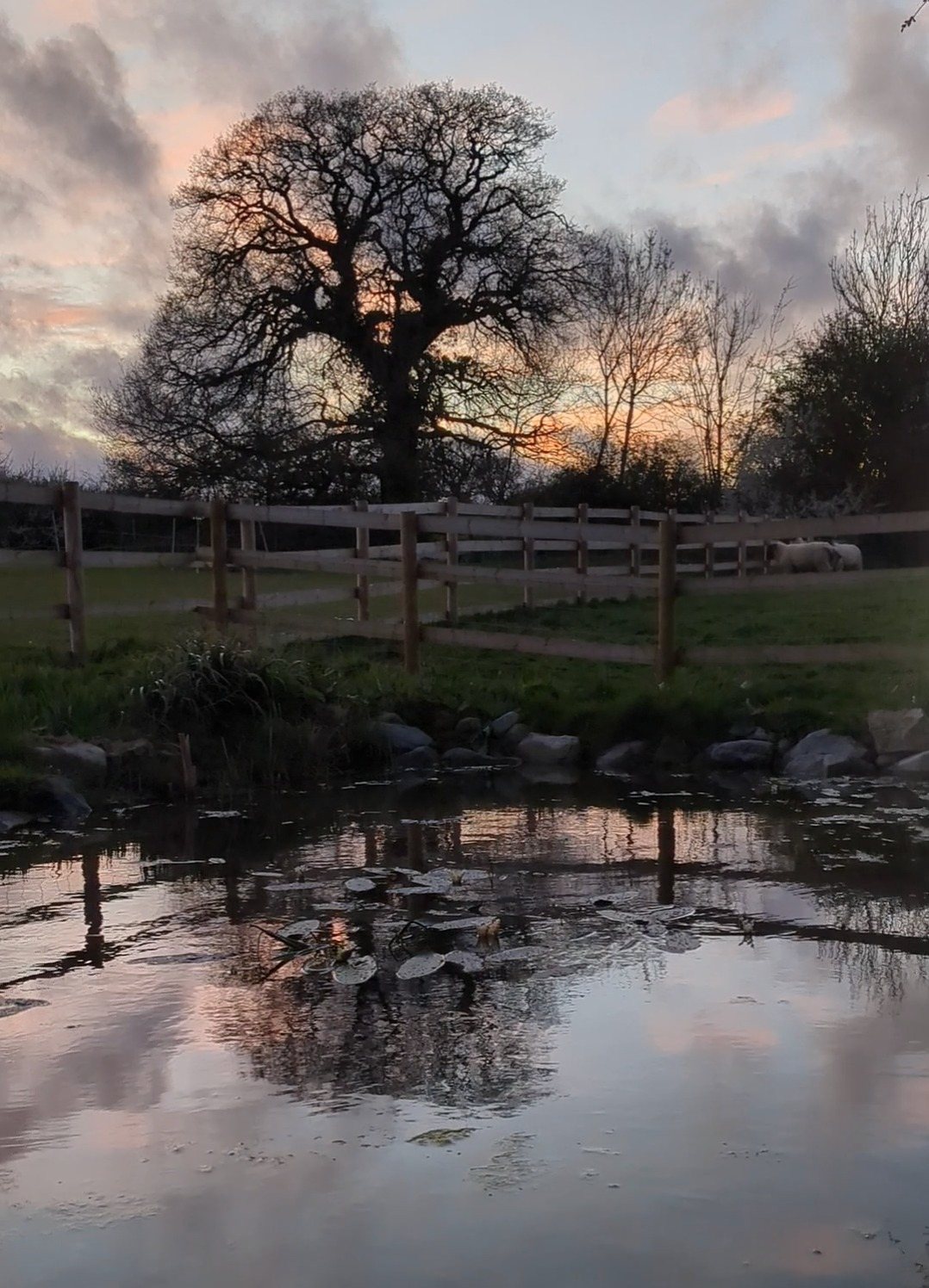 Native Wildflowers in the Pond and Borders by Sian Egan