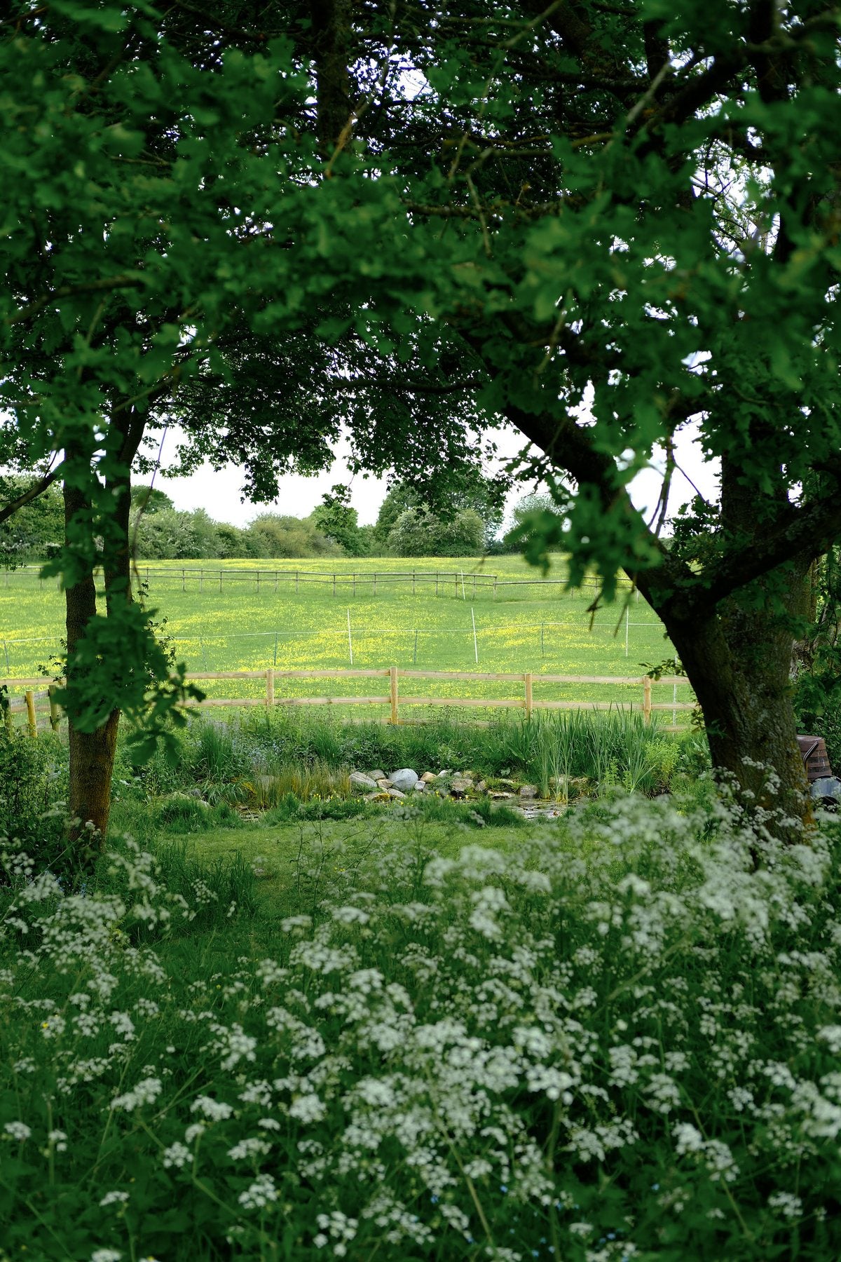 Native Wildflowers in the Pond and Borders by Sian Egan