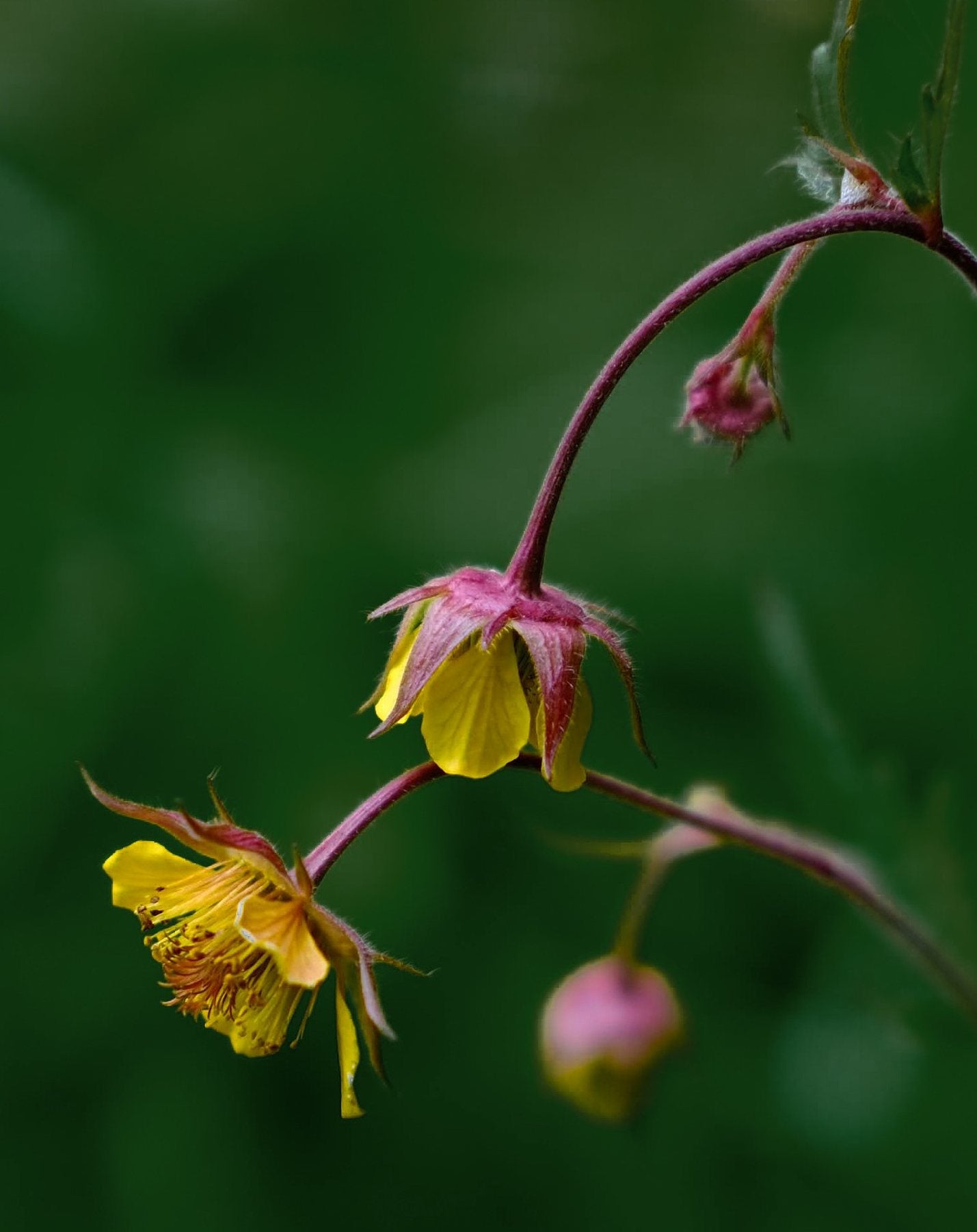 Native Wildflowers in the Pond and Borders by Sian Egan