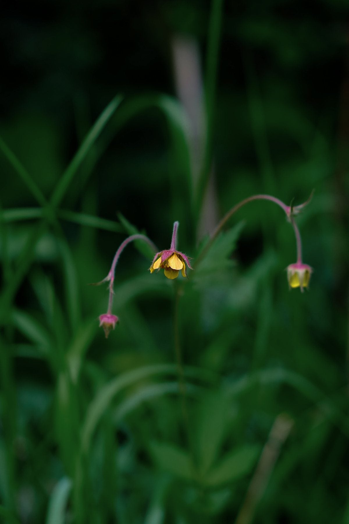 Native Wildflowers in the Pond and Borders by Sian Egan