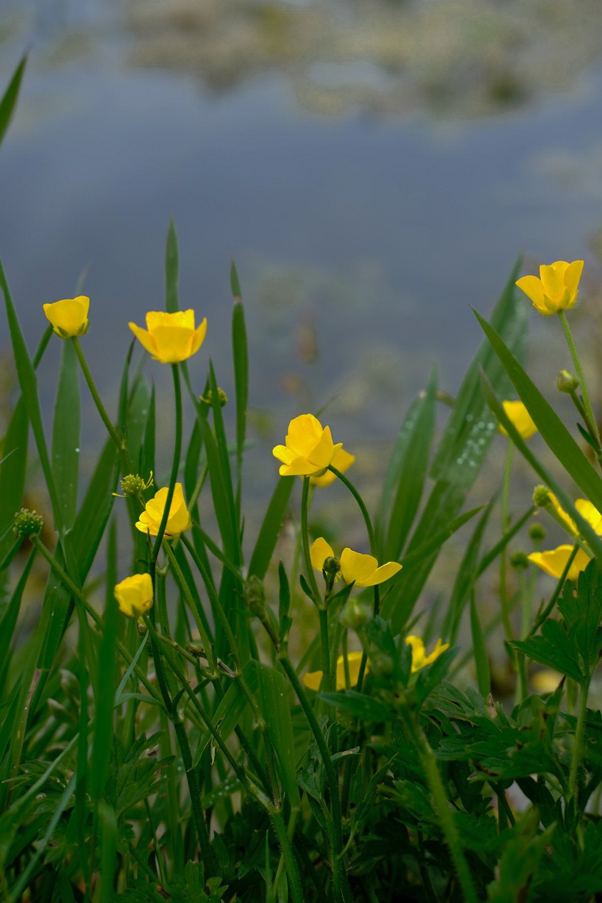 Native Wildflowers in the Pond and Borders by Sian Egan