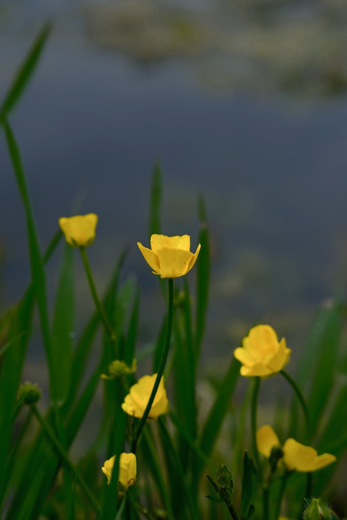 Native Wildflowers in the Pond and Borders by Sian Egan
