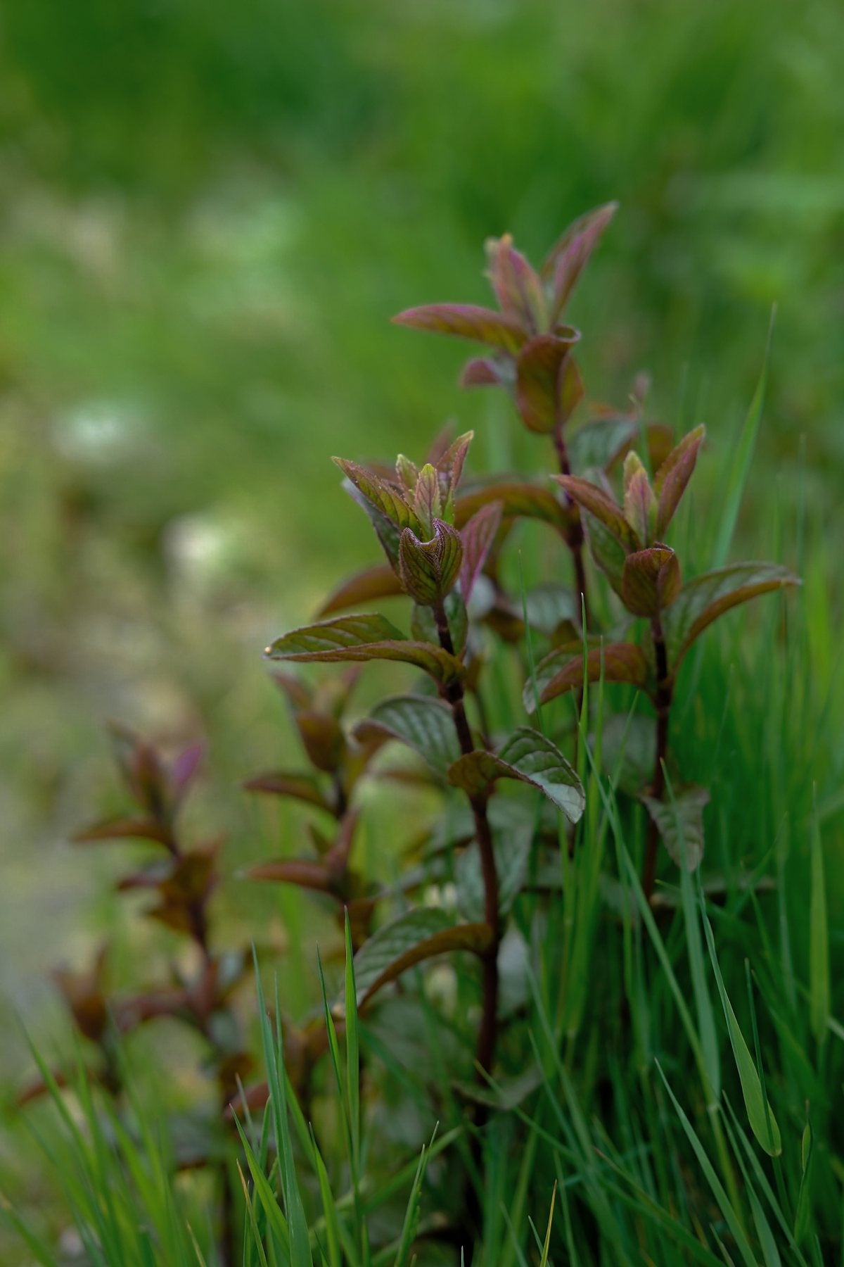Native Wildflowers in the Pond and Borders by Sian Egan