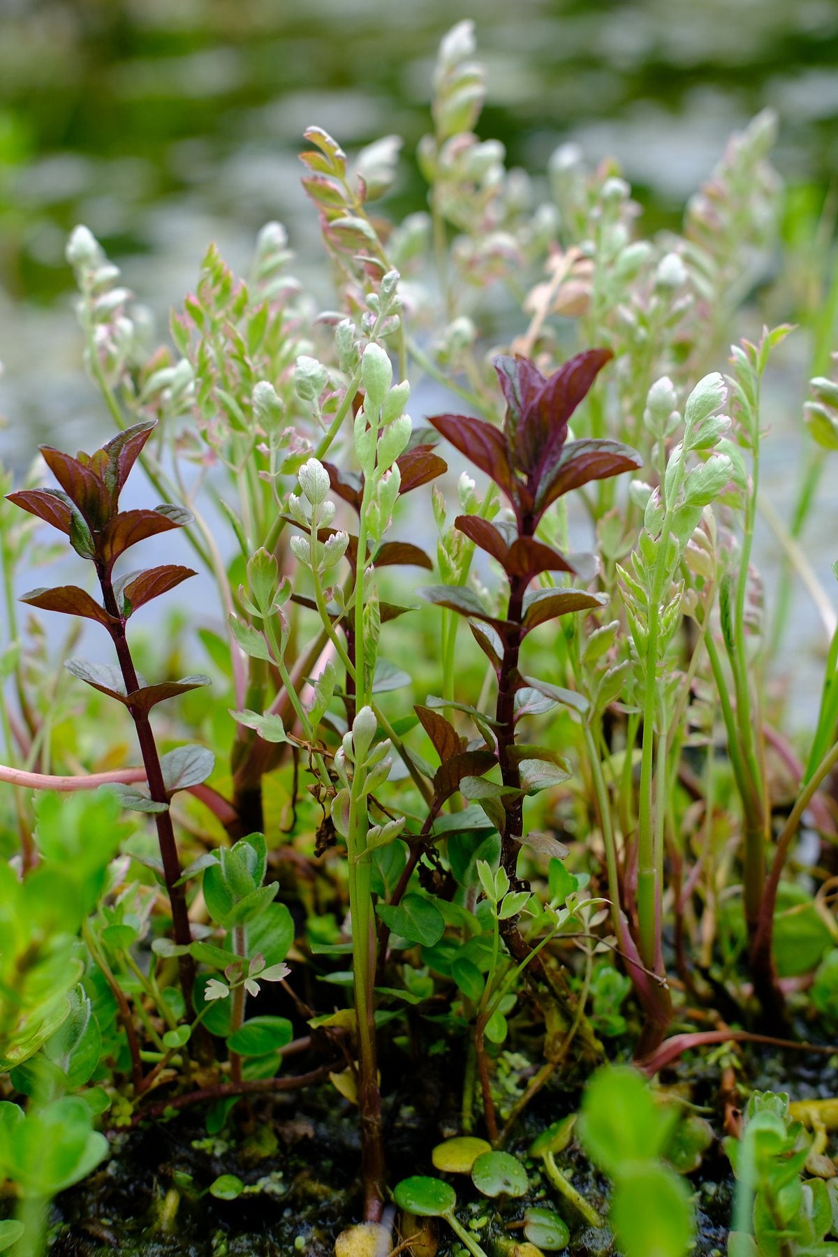 Native Wildflowers in the Pond and Borders by Sian Egan