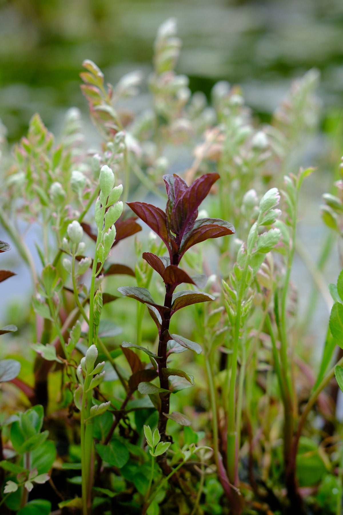 Native Wildflowers in the Pond and Borders by Sian Egan
